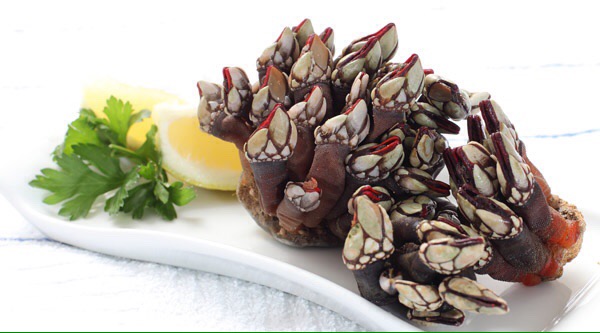 Percebes — Nazaré