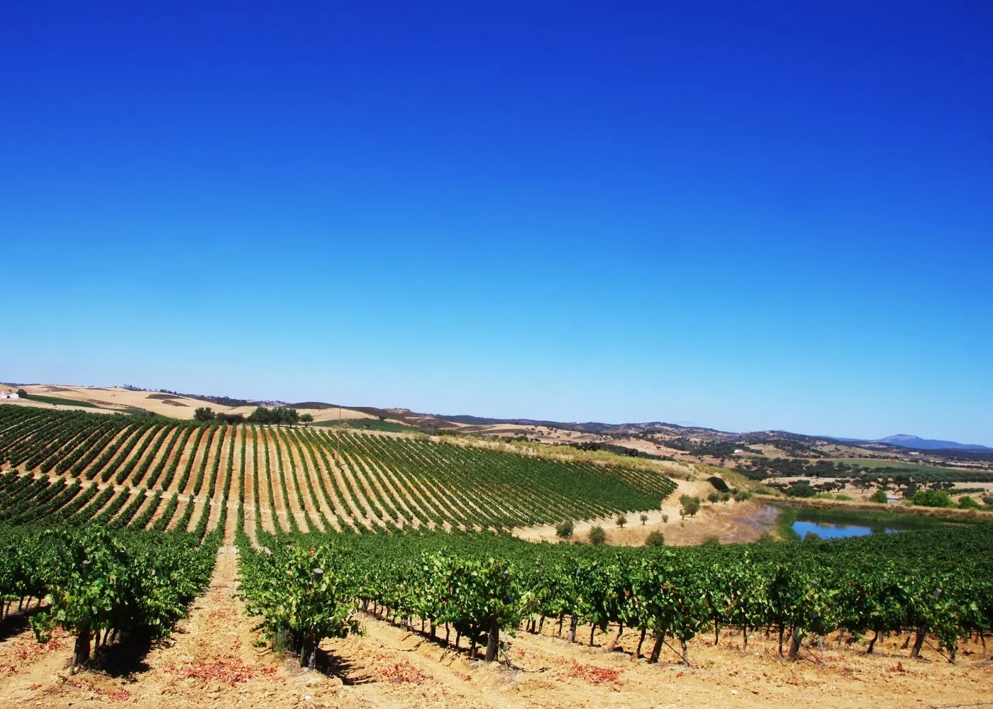 Vinho do Alentejo